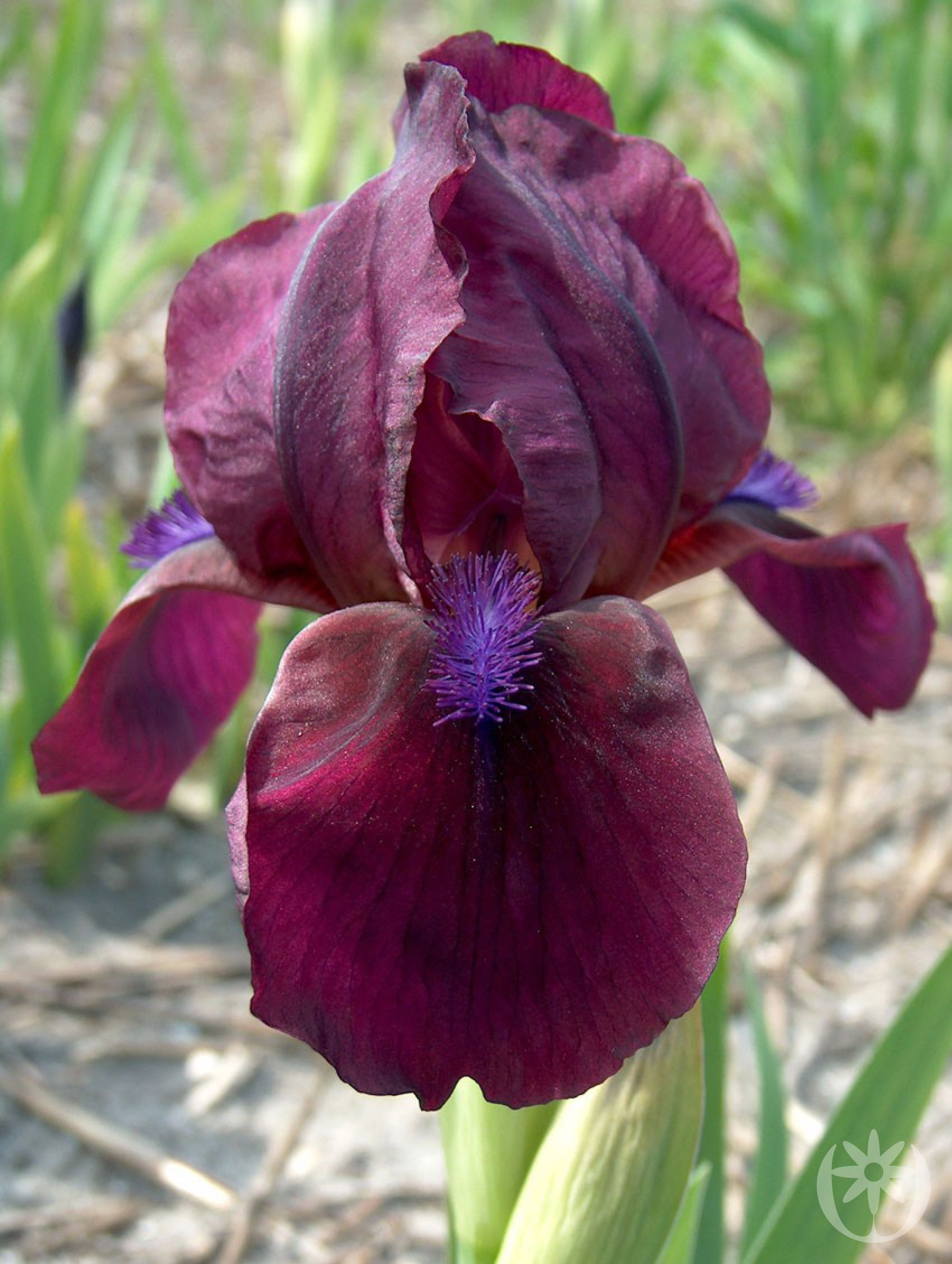 Iris pumila 'Cherry Garden'